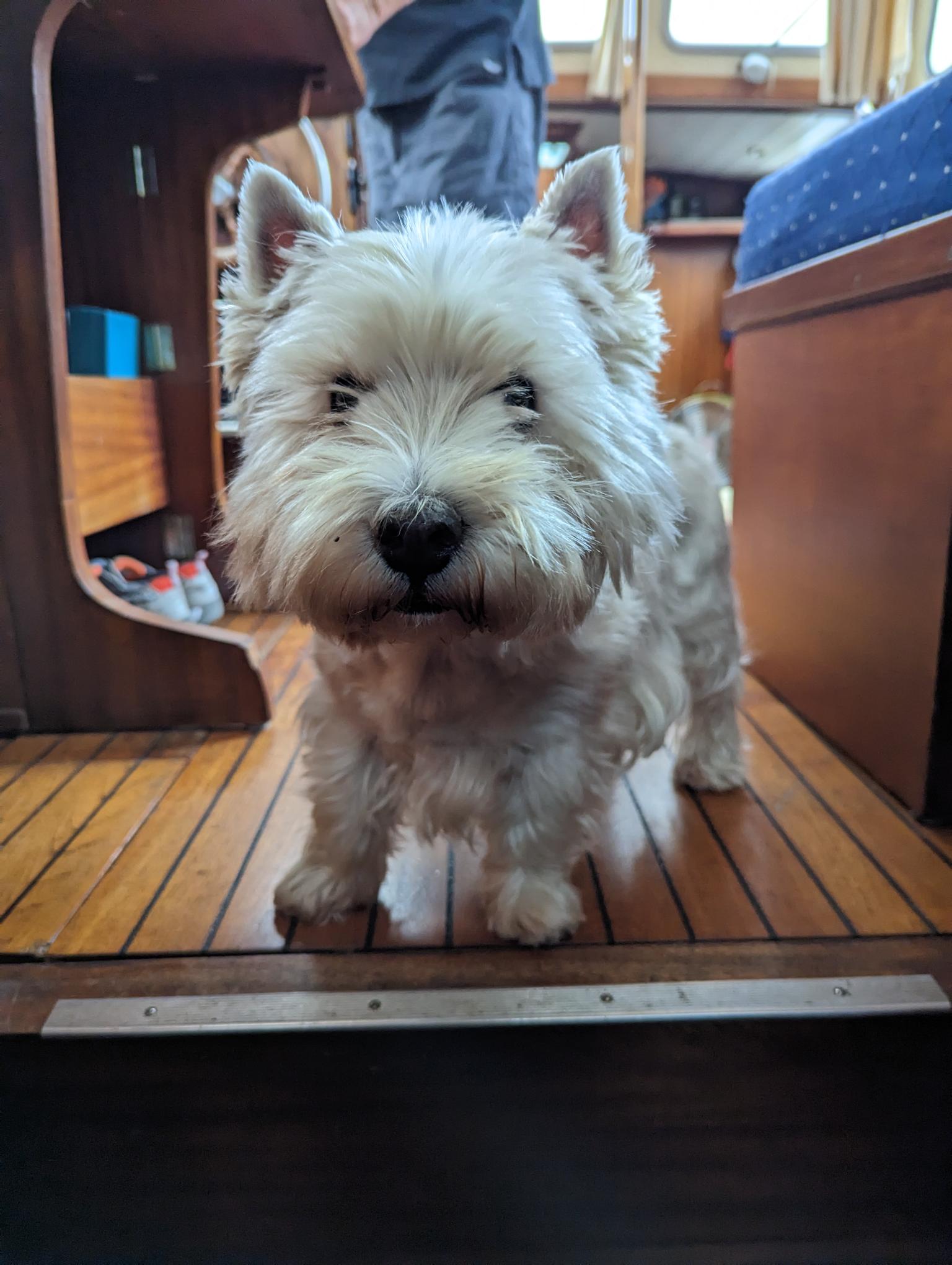 We Adopted a Dutch Westie!